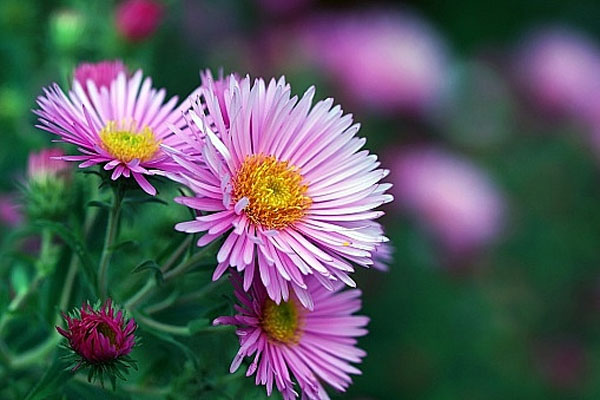 Tử vi ngày 5/7/2023: Tuổi Tỵ xởi lởi trời cho, tuổi Dậu may mắn chiếu cố-3