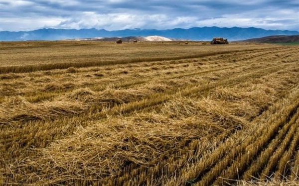 Cậu bé đi mót lúa nhặt được 3 cái nồi kỳ lạ, giật mình khi thấy hình hồ ly 9 đuôi-1