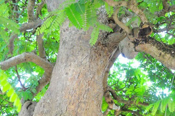 3 cây cảnh đắt nhất Việt Nam, giá thành khiến dân chơi choáng váng-4