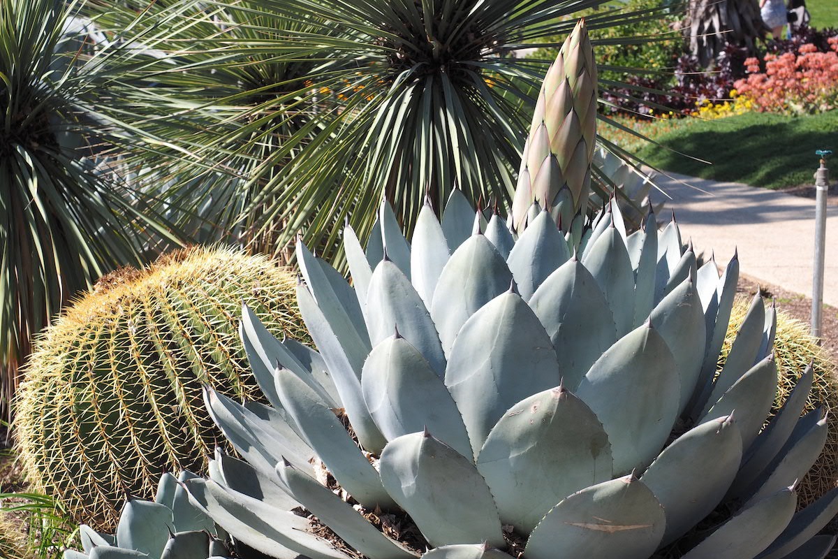 6 cây cảnh xù xì, cục mịch lại là bảo bối của giới nhà giàu, giúp xua đuổi tà khí, gia tộc hưng thịnh-1