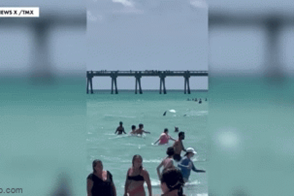 Clip: Du khách liều lĩnh bơi cùng hàng chục con cá mập ở Maldives-1