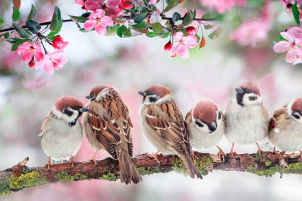 Nâng tầm cuộc sống: 3 con giáp sống sung túc, mỗi ngày tràn ngập niềm vui trong tháng 7-1