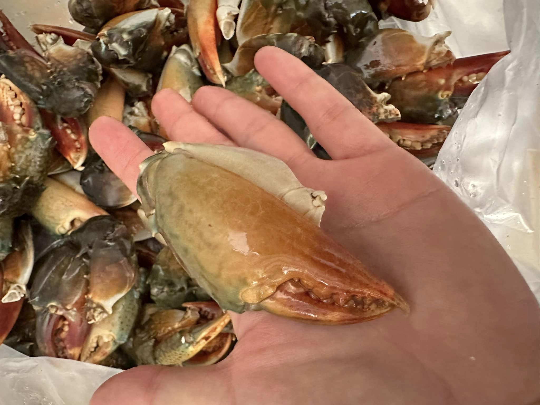 Càng cua bất ngờ được rao bán đầy chờ mạng, khách mua phải đặt trước-1