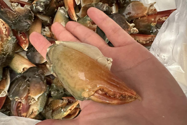 Loại cua siêu gạch” chỉ có ở Bắc Giang, giá gần triệu đồng/kg vẫn được săn lùng-6