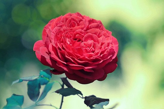 Tử vi ngày 6/7/2023 của 12 cung hoàng đạo: Sư Tử nên bớt nóng nảy, Song Ngư mộng mơ