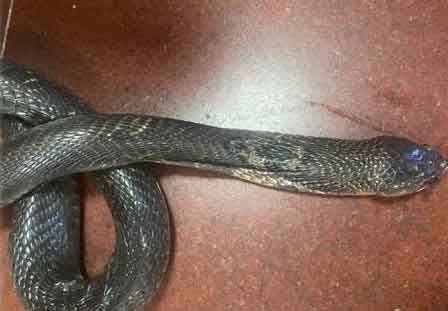 Rắn hổ mang ẩn nấp trong gầm tủ cắn vào chân người dân-1