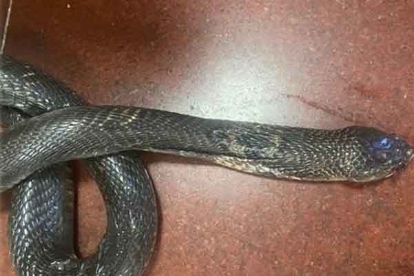 Clip: Bé trai cầm đuôi rắn lôi vào trong nhà khiến người lớn sợ hãi-1