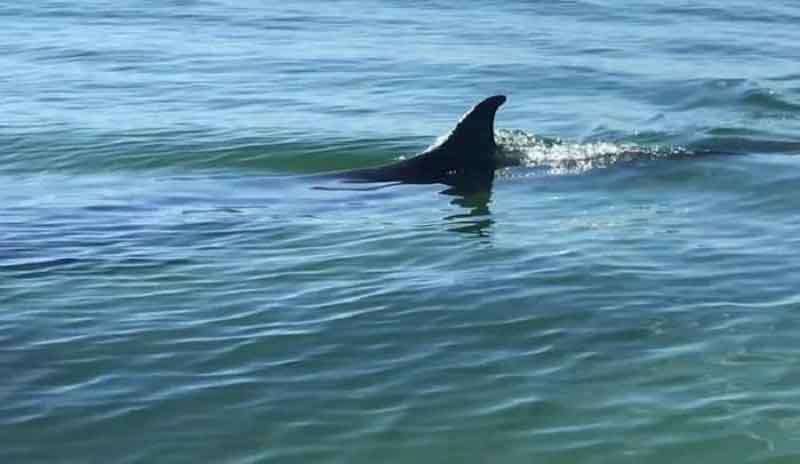 Cá voi bất ngờ xuất hiện, bơi lượn sát bờ biển ở Huế khiến du khách thích thú-1