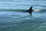 Clip: Cảnh quay tuyệt đẹp về mẹ con cá voi ở ngoài khơi Reunion-1