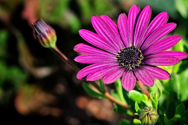 Càng khó khăn càng rắn rỏi, người sinh 3 tháng Âm lịch này, tuổi trung niên sự nghiệp thăng tiến tài lộc dồi dào-1