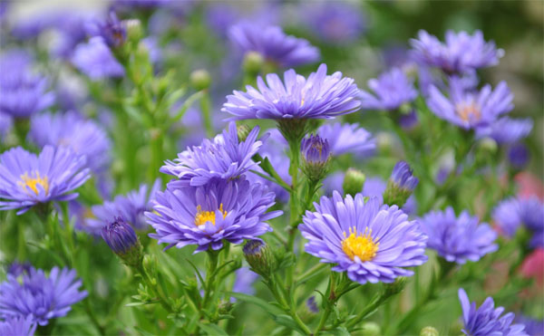 Càng khó khăn càng rắn rỏi, người sinh 3 tháng Âm lịch này, tuổi trung niên sự nghiệp thăng tiến tài lộc dồi dào-2