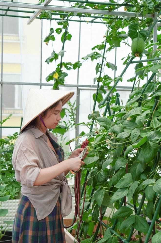 Đôi vợ chồng 8X dỡ mái nhà, chi 80 triệu trồng rau trên nóc cho thỏa đam mê, rau nào cũng xanh mướt mắt-6