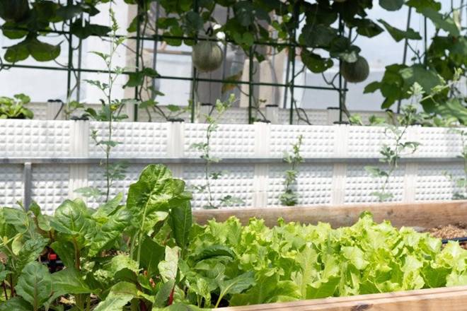 Đôi vợ chồng 8X dỡ mái nhà, chi 80 triệu trồng rau trên nóc cho thỏa đam mê, rau nào cũng xanh mướt mắt-7