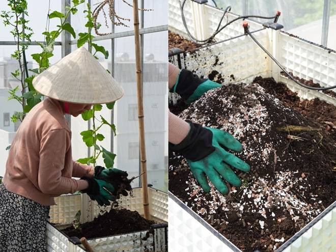 Đôi vợ chồng 8X dỡ mái nhà, chi 80 triệu trồng rau trên nóc cho thỏa đam mê, rau nào cũng xanh mướt mắt-8