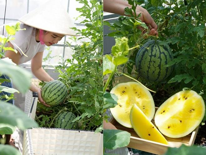 Đôi vợ chồng 8X dỡ mái nhà, chi 80 triệu trồng rau trên nóc cho thỏa đam mê, rau nào cũng xanh mướt mắt-9