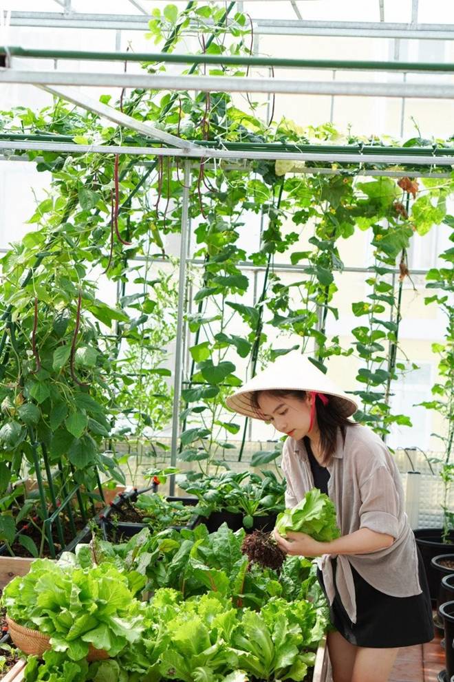 Đôi vợ chồng 8X dỡ mái nhà, chi 80 triệu trồng rau trên nóc cho thỏa đam mê, rau nào cũng xanh mướt mắt-10