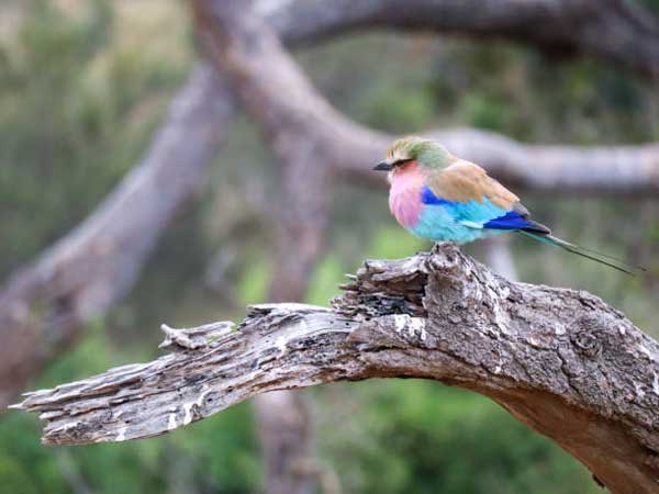 Gặp khó có quý nhân: 3 con giáp hạnh phúc tứ bề, thu lợi kếch xù, tháng 5 Âm lịch cơm áo không lo-3