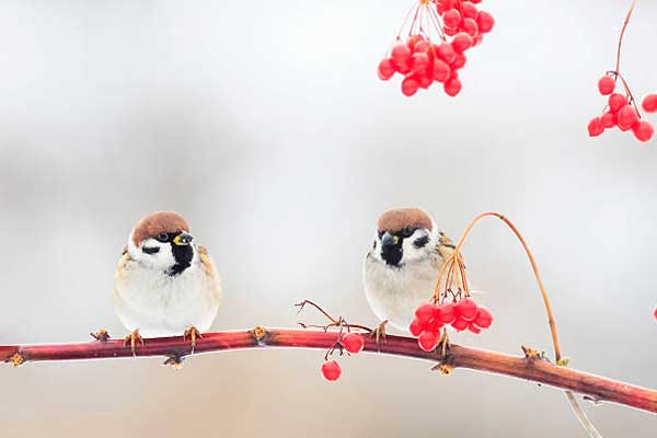 Gặp khó có quý nhân: 3 con giáp hạnh phúc tứ bề, thu lợi kếch xù, tháng 5 Âm lịch cơm áo không lo-4