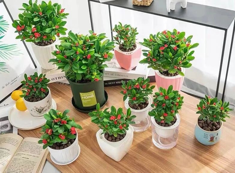 3 cây cảnh đuổi theo mặt trời, không sợ mùa hè, càng nắng càng xanh tươi, rực rỡ-5