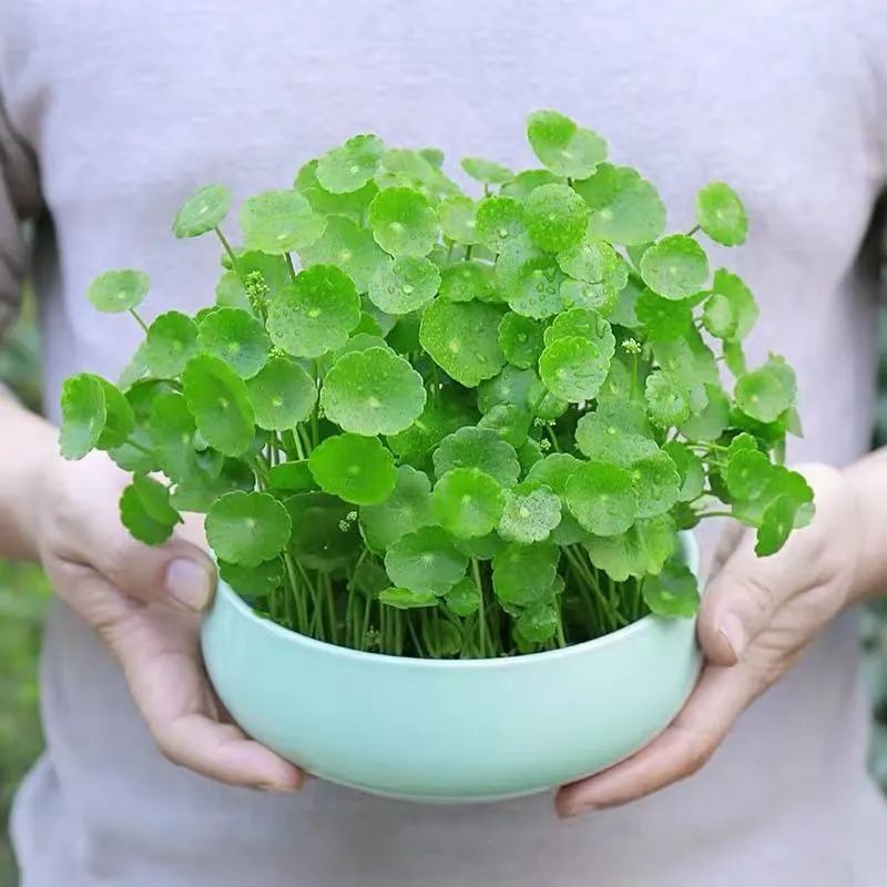 3 cây cảnh đuổi theo mặt trời, không sợ mùa hè, càng nắng càng xanh tươi, rực rỡ-7