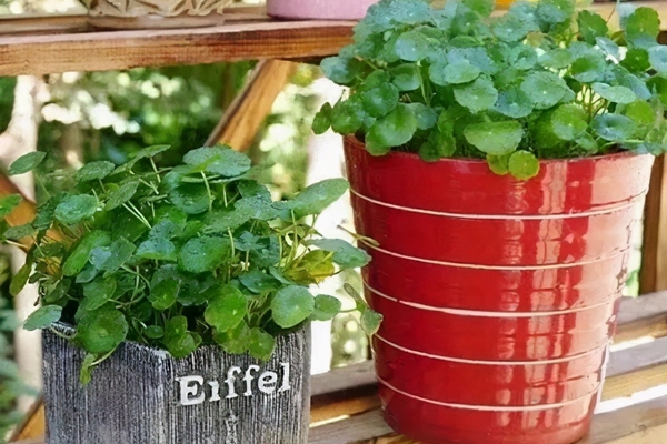 4 loại hoa leo tường” chịu hạn cực tốt, khi nở phủ thành thảm hoa đẹp mắt, sống được lâu năm-5