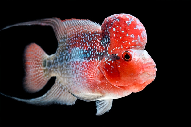 Đặt bể cá cảnh trong nhà có tốt không?-3