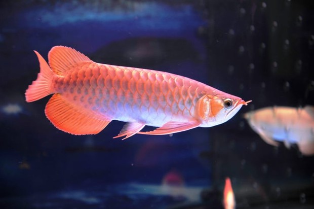 Đặt bể cá cảnh trong nhà có tốt không?-4