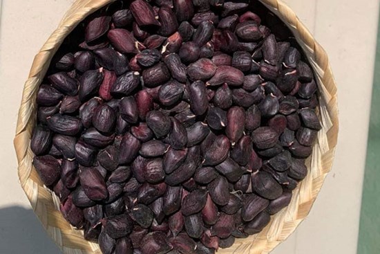Loại lạc có màu khác lạ, giá bán cao gấp đôi loại thường vẫn đắt hàng