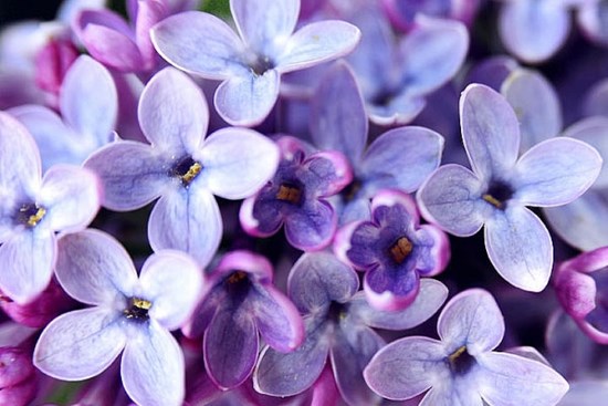 Tử vi ngày 7/7/2023: Tuổi Mão bước ngoặt thành công, tuổi Hợi có nhiều niềm vui