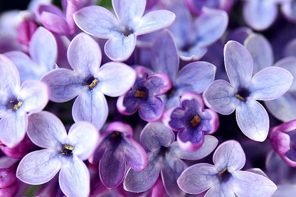 Tử vi ngày 7/7/2023: Tuổi Mão bước ngoặt thành công, tuổi Hợi có nhiều niềm vui-3