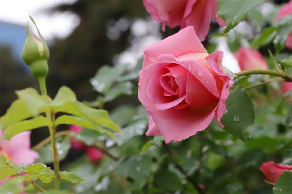 Trời sinh tốt số: Trẻ sinh vào 3 khung giờ Âm lịch này, gia đình hưng vượng, cha mẹ nhờ phúc con-3