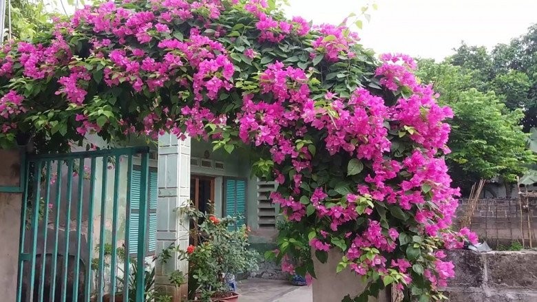 4 loại hoa leo tường” chịu hạn cực tốt, khi nở phủ thành thảm hoa đẹp mắt, sống được lâu năm-2