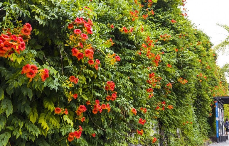 4 loại hoa leo tường” chịu hạn cực tốt, khi nở phủ thành thảm hoa đẹp mắt, sống được lâu năm-4