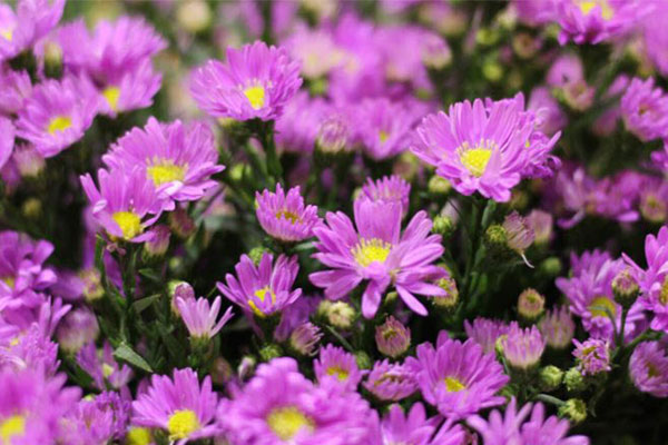 Tử vi ngày 8/7/2023: Tuổi Sửu được người yêu mến, tuổi Ngọ tiểu nhân phá hoại-4