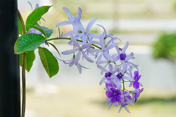 Tử vi ngày 8/7/2023: Tuổi Sửu được người yêu mến, tuổi Ngọ tiểu nhân phá hoại-1