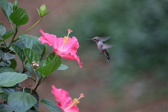 Tâm ý thiện lương: 3 con giáp quý nhân nhiều như mây, phúc khí vô biên, nổi tiếng không thiếu tiền