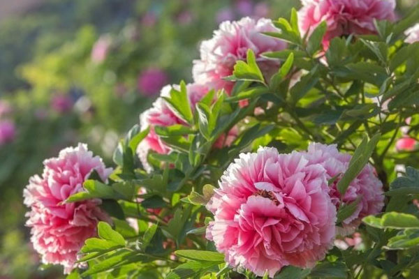 Loài hoa mang may mắn cho ngôi nhà của bạn-1