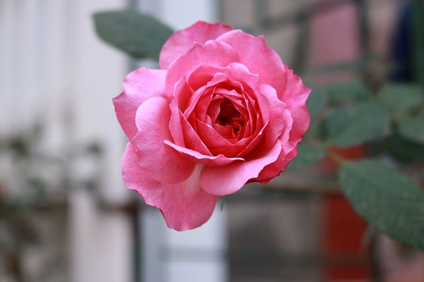 Số đỏ như son: 3 con giáp cuối tháng 5 Âm lịch đón quý nhân đến nhà, công danh thăng tiến-1