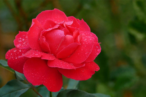 Tử vi tuần mới 10/7 - 16/7/2023: Tuổi Mão sự nghiệp rộng mở, tuổi Tuất không nên bỏ cuộc-4