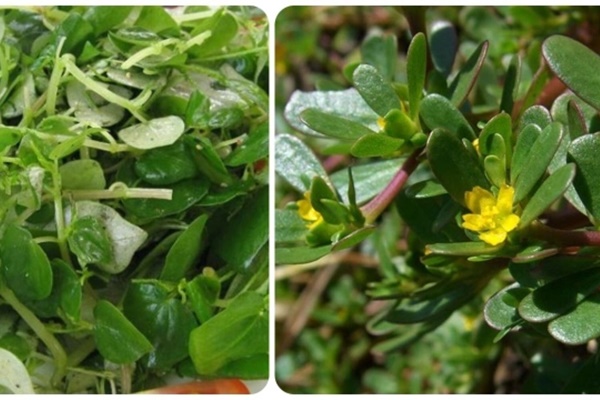 Loại rau được thế giới ca ngợi là ‘rau trường thọ’, mọc đầy ở Việt Nam-2