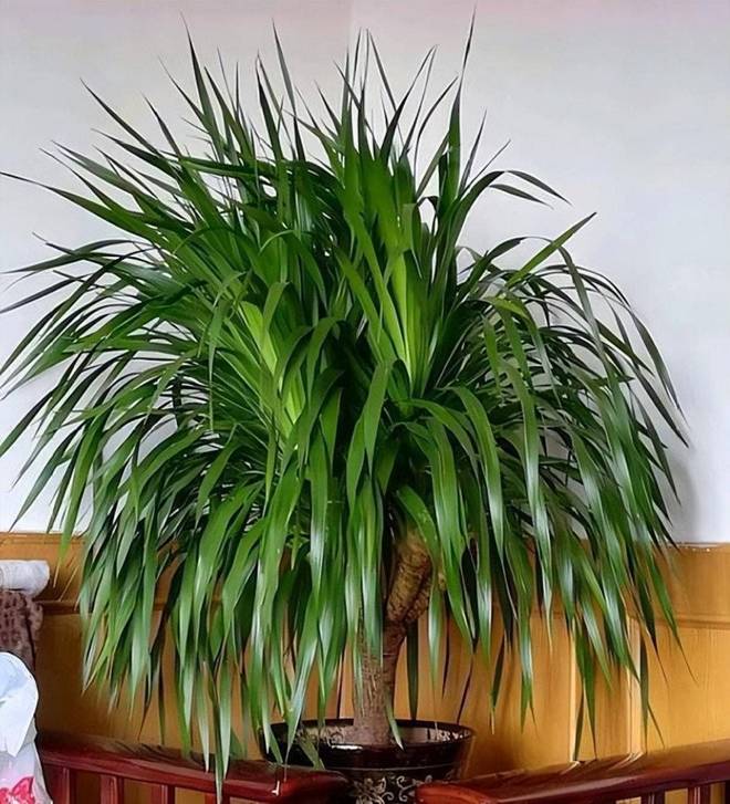 5 loại hoa trấn yểm nhà cửa”, đặt phòng khách hút tài lộc cực đỉnh, trồng 1 cây cả năm sẽ gặp may-2