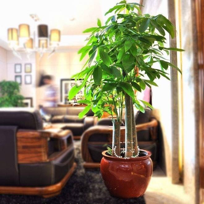 5 loại hoa trấn yểm nhà cửa”, đặt phòng khách hút tài lộc cực đỉnh, trồng 1 cây cả năm sẽ gặp may-5