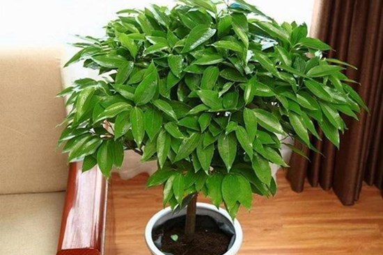 5 loại hoa “trấn yểm nhà cửa”, đặt phòng khách hút tài lộc cực đỉnh, trồng 1 cây cả năm sẽ gặp may