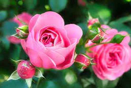 Tử vi tuần mới 10/7 - 16/7/2023: Tuổi Mão sự nghiệp rộng mở, tuổi Tuất không nên bỏ cuộc