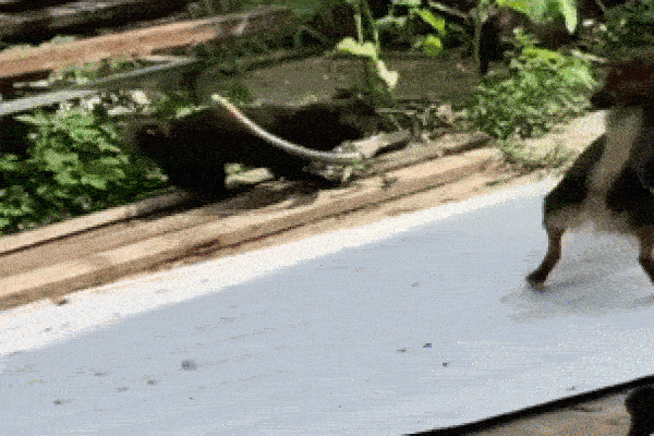 Clip: Mèo nhà tung liên hoàn cước tấn công rắn độc và cái kết-1