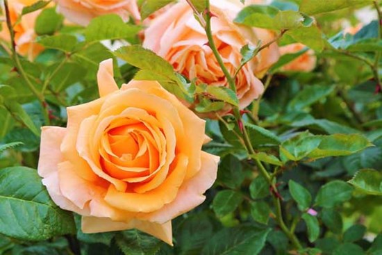 Tinh hoa hội tụ: 3 con giáp độc lập, cầu tiến, từ giữa tháng 7 đổi vận giàu sang