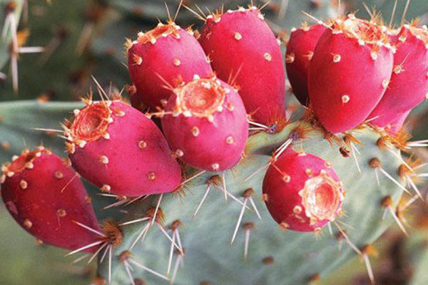 Loại quả nghe tên quen thuộc ở Việt Nam, nơi đây 300 triệu/quả-2