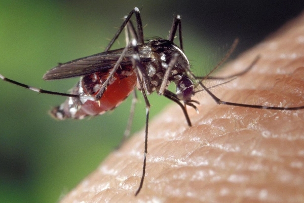 Cách diệt kiến ba khoang ở chung cư đơn giản, hiệu quả-2