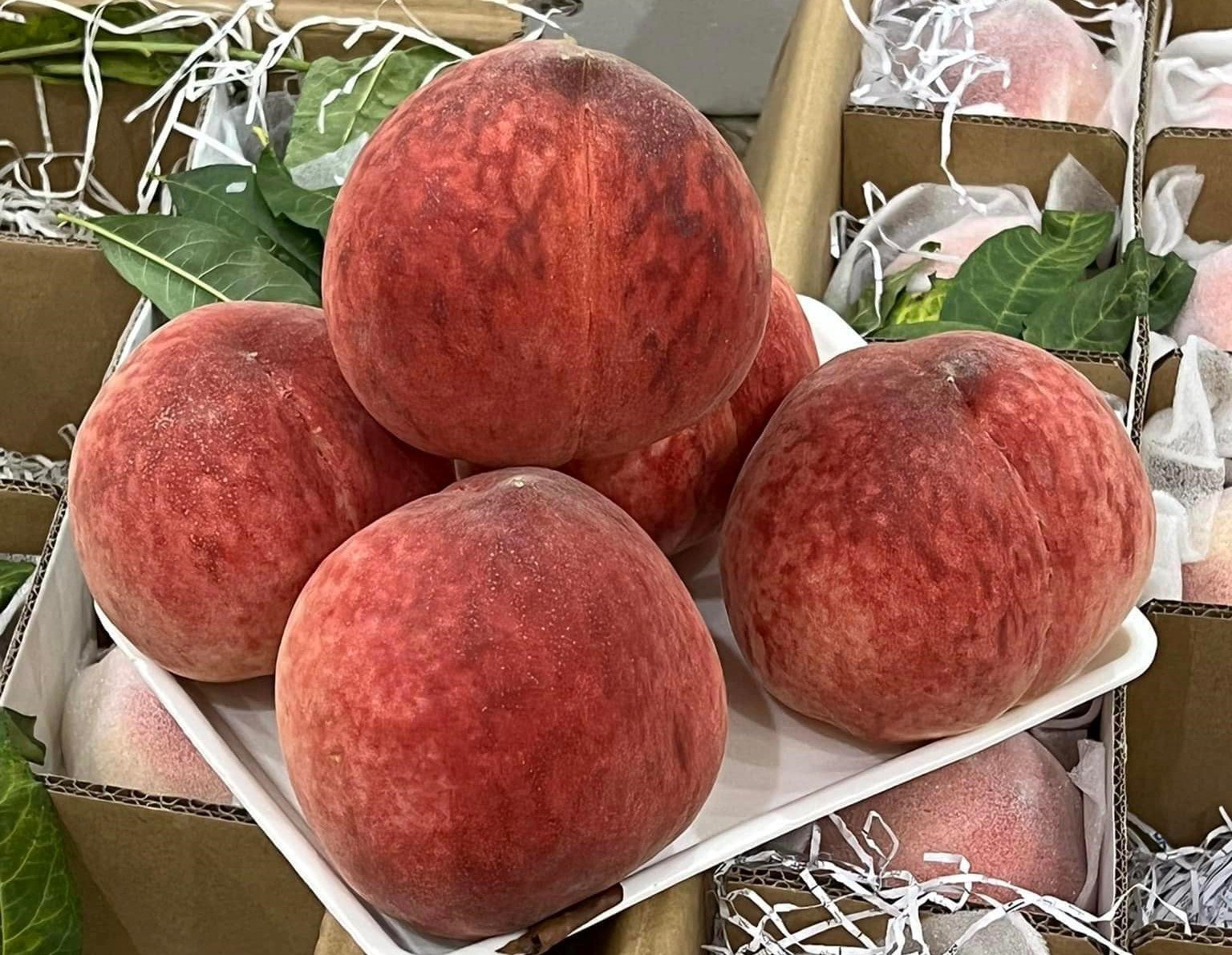 Loại đào Trung Quốc giá hơn 200.000 đồng/kg vẫn đắt hàng-2