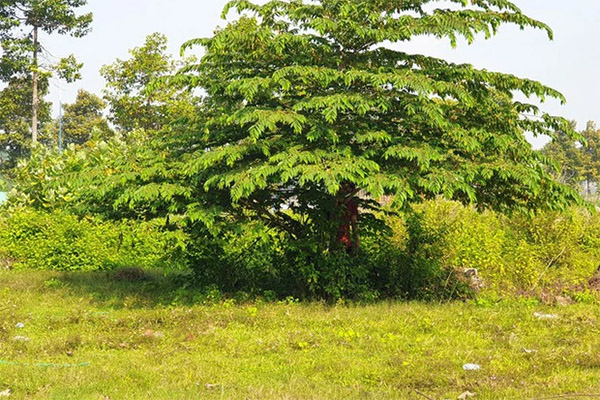 Xác minh clip bệnh nhân đau ruột thừa nhưng bị cắt buồng trứng-2